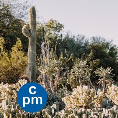 Winter Landscaping in Albuquerque and Santa Fe